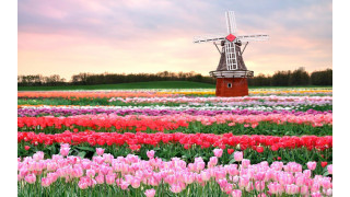  Cánh đồng hoa tulip Keukenhof ở Lisse, Hà Lan